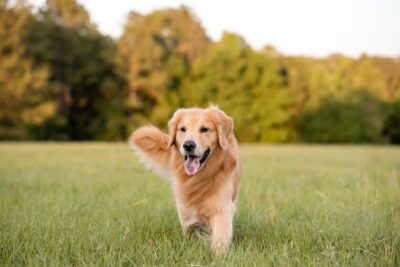 dog friendly places in charlotte nc